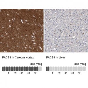 Anti-PACS1 antibody produced in rabbit 