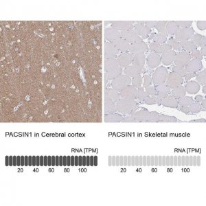Anti-PACSIN1 antibody produced in rabbit HPA055491-100UL
