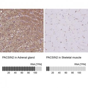 Anti-PACSIN2 antibody produced in rabbit HPA049854-100UL