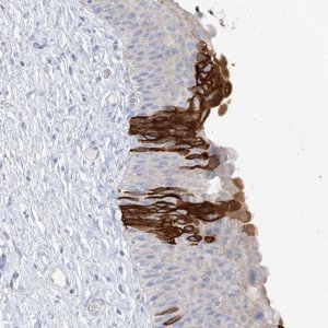 Anti-PAFAH1B3 antibody produced in rabbit 