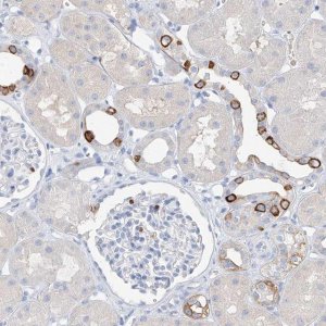 Anti-PAFAH1B3 antibody produced in rabbit 