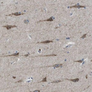 Anti-PAFAH2 antibody produced in rabbit 