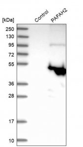 Anti-PAFAH2 antibody produced in rabbit 