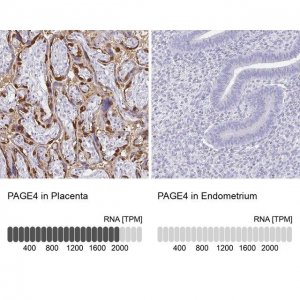 Anti-PAGE4 antibody produced in rabbit 