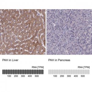 Anti-PAH antibody produced in rabbit HPA031642-100UL