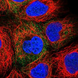 Anti-PAICS antibody produced in rabbit 