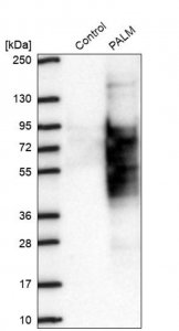 Anti-PALM antibody produced in rabbit 