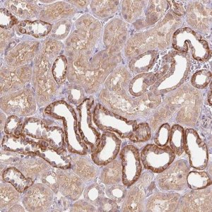 Anti-PALM antibody produced in rabbit 