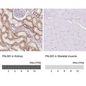 Anti-PALM3 antibody produced in rabbit 