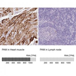 Anti-PAM antibody produced in rabbit 