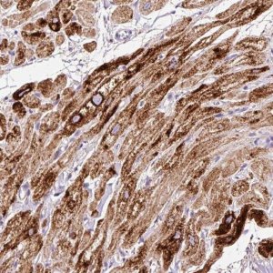 Anti-PAM antibody produced in rabbit 