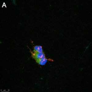 Anti-pan-Na+ Channel Antibody, clone 4B8 ZooMAb Rabbit Monoclonal 