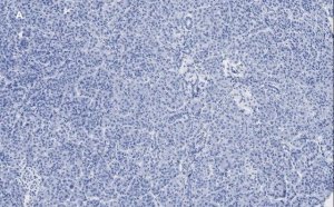 Anti-Pancreatic Polypeptide Antibody, clone 3H5, ZooMAb Rabbit Monoclonal 