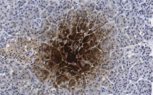 Anti-Pancreatic Polypeptide Antibody, clone 3H5, ZooMAb Rabbit Monoclonal 