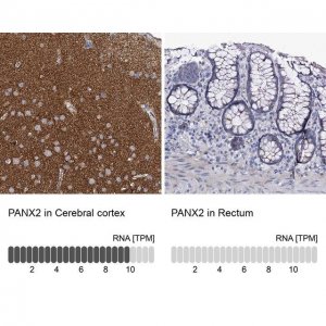 Anti-PANX2 antibody produced in rabbit 