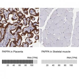 Anti-PAPPA antibody produced in rabbit 