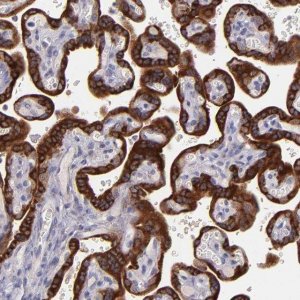 Anti-PAPPA antibody produced in rabbit 