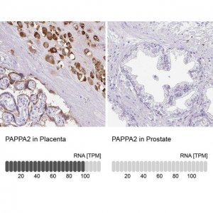 Anti-PAPPA2 antibody produced in rabbit 