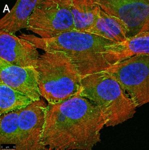 Anti-PARD-3 Antibody, clone 1N18 ZooMAb Rabbit Monoclonal 