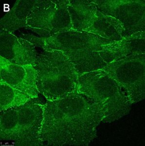 Anti-PARD-3 Antibody, clone 1N18 ZooMAb Rabbit Monoclonal 
