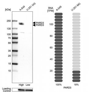 Anti-PARD3 antibody produced in rabbit 