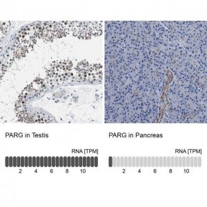 Anti-PARG antibody produced in rabbit 