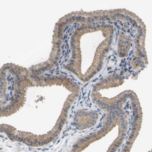 Anti-PARL antibody produced in rabbit 