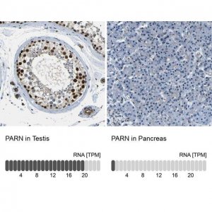 Anti-PARN antibody produced in rabbit HPA012010-100UL