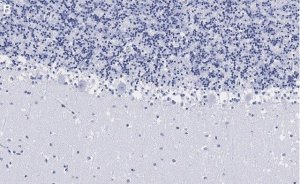 Anti-Parvalbumin Antibody, clone 4G3 , ZooMAb Rabbit Monoclonal 