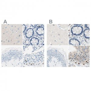 Anti-PASD1 antibody produced in rabbit 