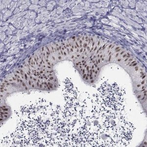 Anti-PAX2 antibody produced in rabbit 