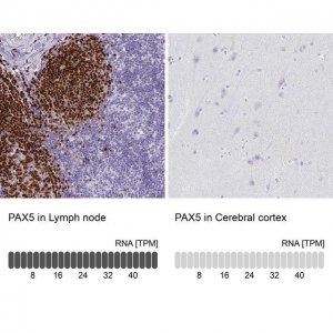 Anti-PAX5 antibody produced in rabbit 