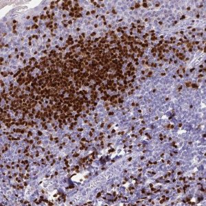 Anti-PAX5 antibody produced in rabbit 