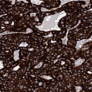 Anti-PAX9 antibody produced in rabbit 