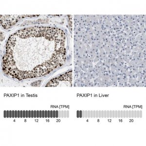 Anti-PAXIP1 antibody produced in rabbit 