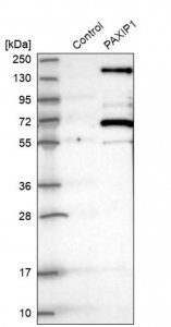 Anti-PAXIP1 antibody produced in rabbit 