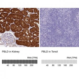 Anti-PBLD antibody produced in rabbit HPA038035-100UL