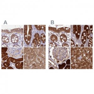 Anti-PBLD antibody produced in rabbit HPA038035-100UL