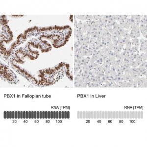 Anti-PBX1 antibody produced in rabbit 