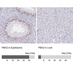 Anti-PBX2 antibody produced in rabbit HPA061478-100UL