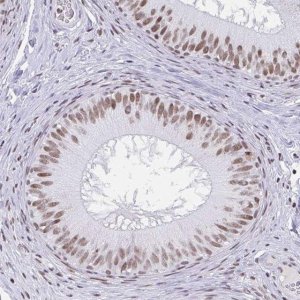 Anti-PBX2 antibody produced in rabbit HPA061478-100UL