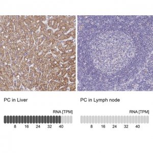 Anti-PC antibody produced in rabbit 