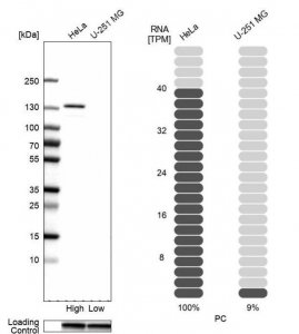 Anti-PC antibody produced in rabbit 