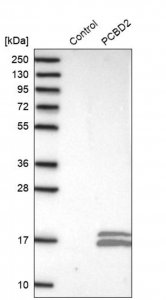 Anti-PCBD2 antibody produced in rabbit HPA036428-100UL