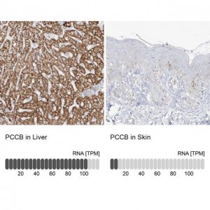 Anti-PCCB antibody produced in rabbit 