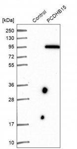 Anti-PCDHB15 antibody produced in rabbit 