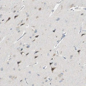 Anti-PCDHB15 antibody produced in rabbit 