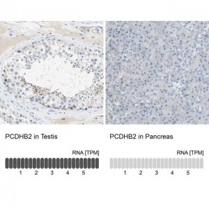 Anti-PCDHB2 antibody produced in rabbit 
