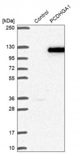 Anti-PCDHGA1 antibody produced in rabbit 