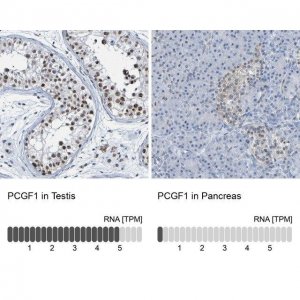Anti-PCGF1 antibody produced in rabbit 